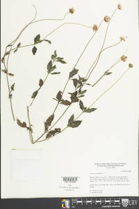 Tridax procumbens image