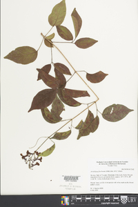 Arrabidaea floribunda image
