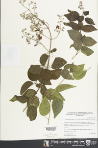Arrabidaea floribunda image