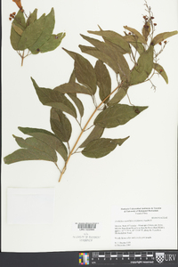 Arrabidaea patellifera image