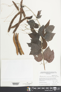 Arrabidaea podopogon image