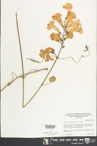 Arrabidaea podopogon image