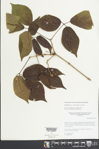 Xylophragma seemannianum image