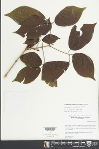 Xylophragma seemannianum image