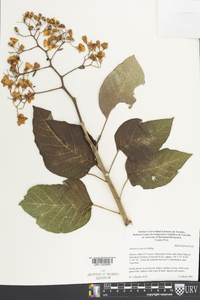 Bourreria pulchra image