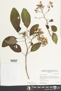 Bourreria pulchra image