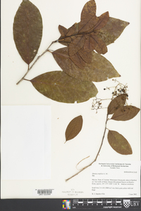 Ehretia tinifolia image