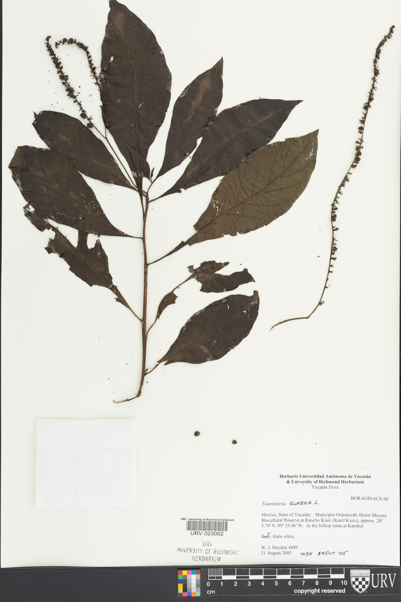 Tournefortia glabra image