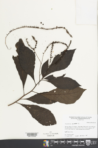 Tournefortia glabra image