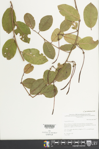 Capparis flexuosa image