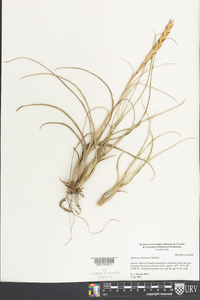 Tillandsia balbisiana image