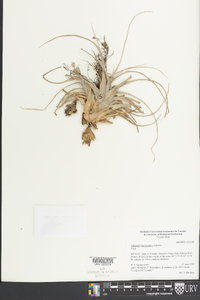 Tillandsia brachycaulos image