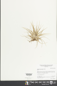 Tillandsia brachycaulos image