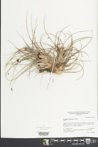 Tillandsia brachycaulos image