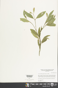 Crossopetalum gaumeri image