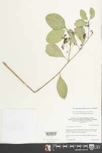 Crossopetalum gaumeri image