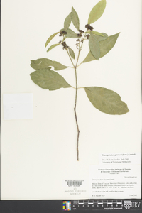 Crossopetalum gaumeri image
