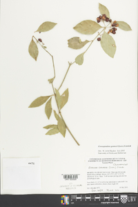 Crossopetalum gaumeri image