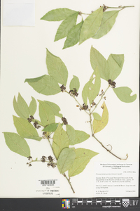 Crossopetalum gaumeri image