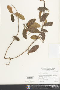Wimmeria obtusifolia image