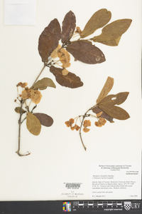 Wimmeria obtusifolia image