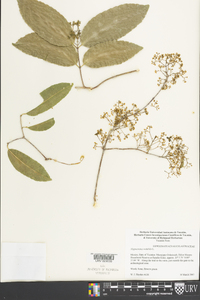 Hippocratea volubilis image