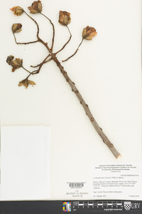 Cochlospermum vitifolium image