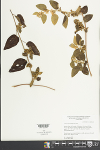 Convolvulus nodiflorus image