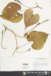 Ipomoea turbinata image