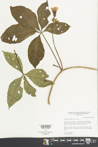 Merremia aegyptia image