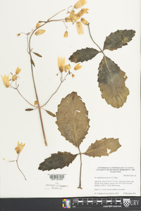 Bryophyllum pinnatum image