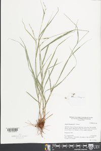 Scleria lithosperma image