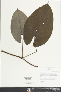 Dioscorea alata image