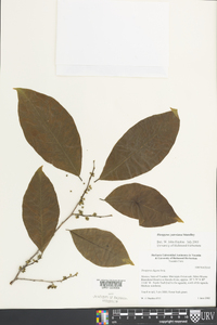 Diospyros yatesiana image
