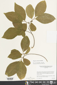 Diospyros yatesiana image