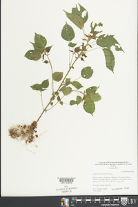 Acalypha alopecuroidea image