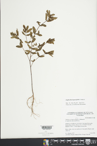 Euphorbia hypericifolia image