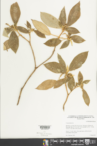 Croton flavens image