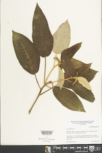 Croton flavens image