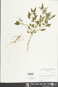 Croton humilis image