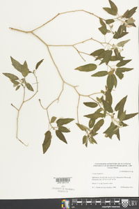 Croton humilis image