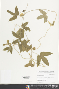 Dalechampia scandens image