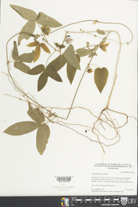 Dalechampia scandens image