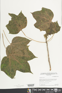 Jatropha curcas image