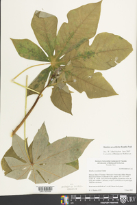 Manihot aesculifolia image