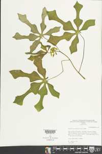 Manihot aesculifolia image