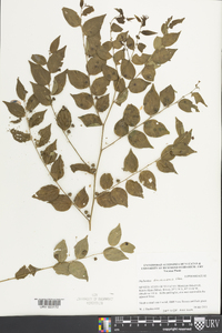 Phyllanthus acuminatus image