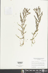 Emblica urinaria image