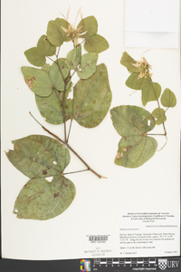 Bauhinia divaricata image