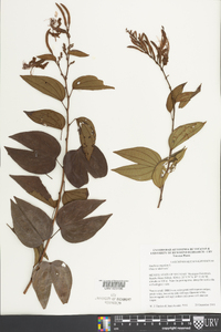 Bauhinia ungulata image